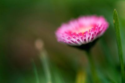 Close-up of pink flowers