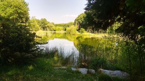 Scenic view of lake in forest against sky