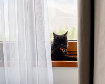 Portrait of black dog at home