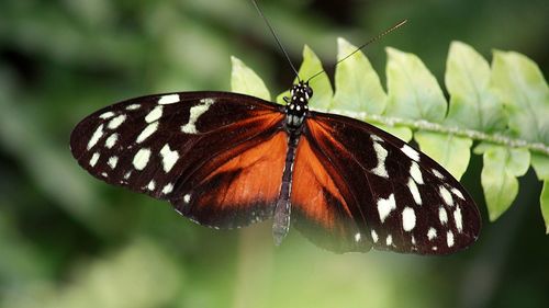 Close-up of butterfly on leaf