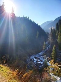 Sunlight streaming through trees on mountain against sky