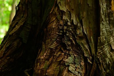 Low angle view of tree trunk