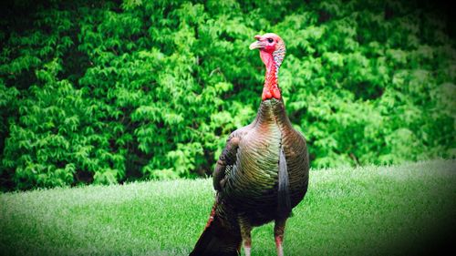 View of a bird on field