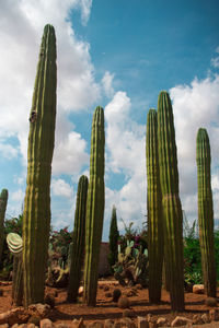 Low angle view of cactus growing on field against sky
