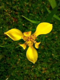 Close-up of yellow flowering plant