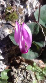 Close-up of purple crocus blooming outdoors