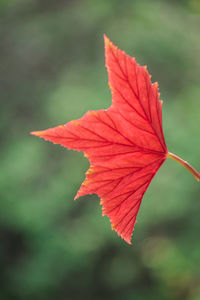 Close-up of red leaf against blurred background