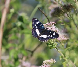 Close-up of butterfly pollinating on flower