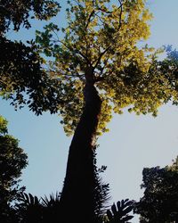 Low angle view of silhouette tree against clear sky