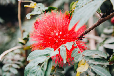 Close-up of red hibiscus flower
