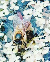 High angle view of bee pollinating on flower