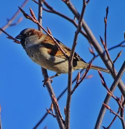 Low angle view of bird perching on branch against sky