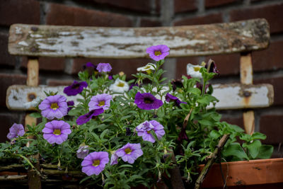 Close-up of potted plant