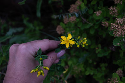 hand