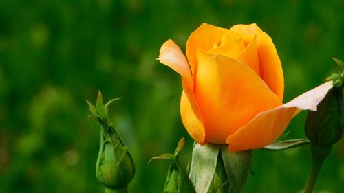 Close-up of orange flowering plant