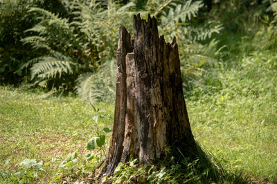 Close-up of tree trunk in forest