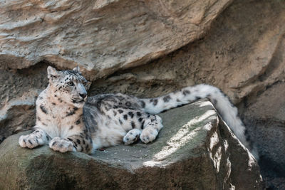 Cat resting on rock at zoo