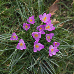 Close-up of pink flowers blooming outdoors