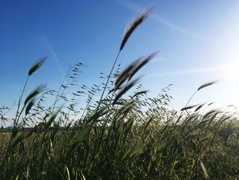 Close-up of wheat field against clear sky