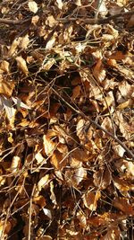 Full frame shot of autumn leaves