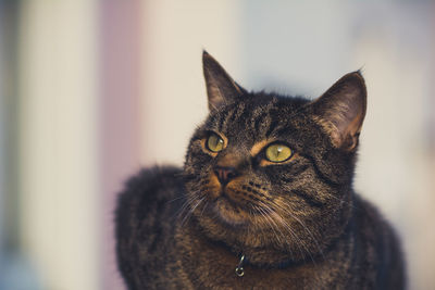 Close-up of cat looking up