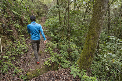 Rear view of woman walking in forest