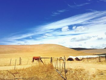 Horse grazing on field against sky