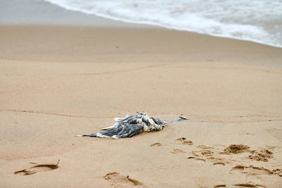 View of crab on beach