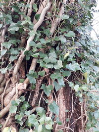 Close-up of ivy growing on tree trunk