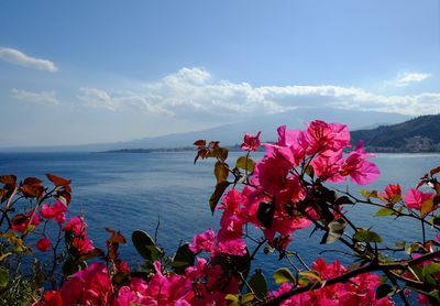 Pink flowers blooming by sea against sky