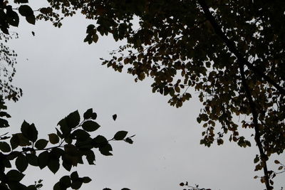 Low angle view of silhouette tree against sky