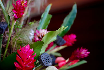 Close-up of pink flowering plant