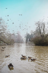 Ducks swimming in lake