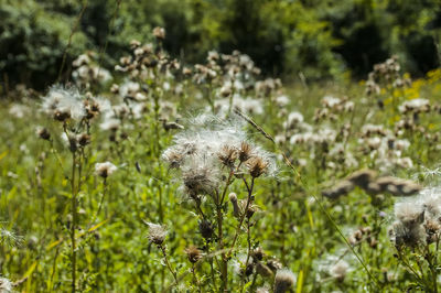 Close-up of white flower on field