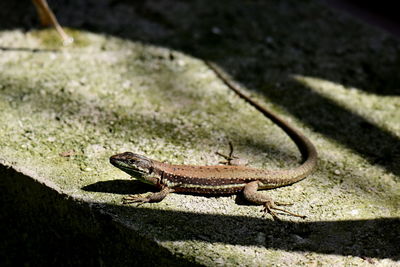 High angle view of lizard