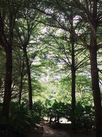 Trees in forest