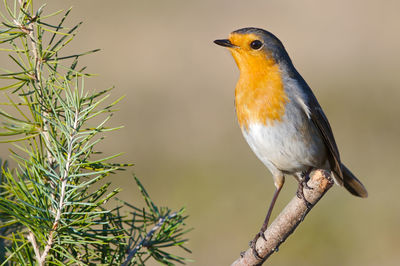 Close-up of bird perching on branch