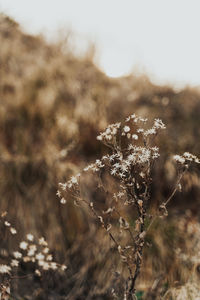 Close-up of frozen plant on field