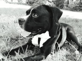 Close-up of dog sitting on field