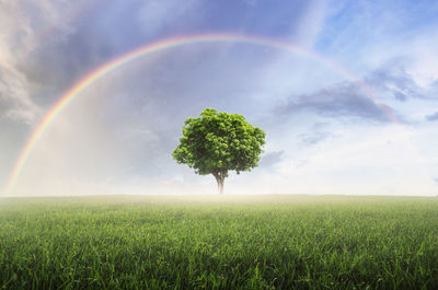 Scenic view of field against rainbow in sky