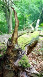 Close-up of driftwood on tree trunk in forest