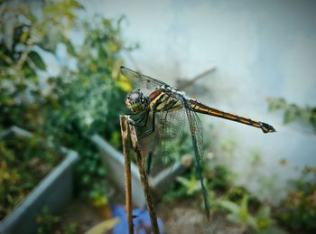 Close-up of dragonfly on plant