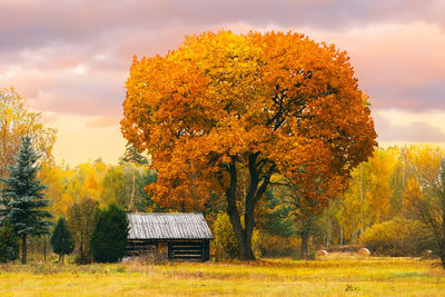 Trees on field during autumn