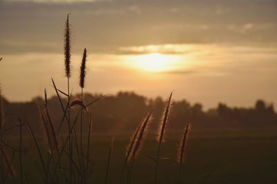 Close-up of plants on field against sky at sunset