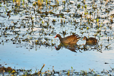 Birds swimming in lake