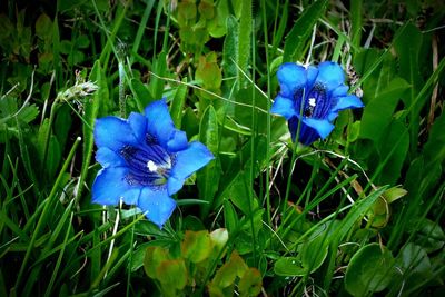 High angle view of blue flowers blooming on field