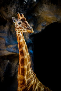 Low angle view of giraffe