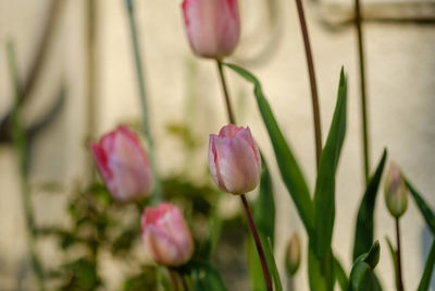 Close-up of pink tulip on plant