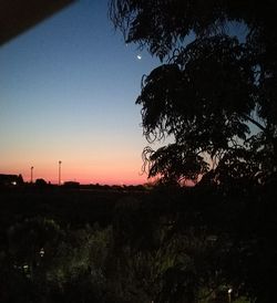 Silhouette trees against clear sky during sunset