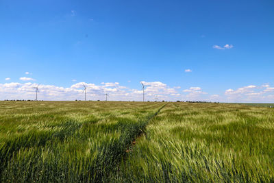 Scenic view of agricultural field against blue sky